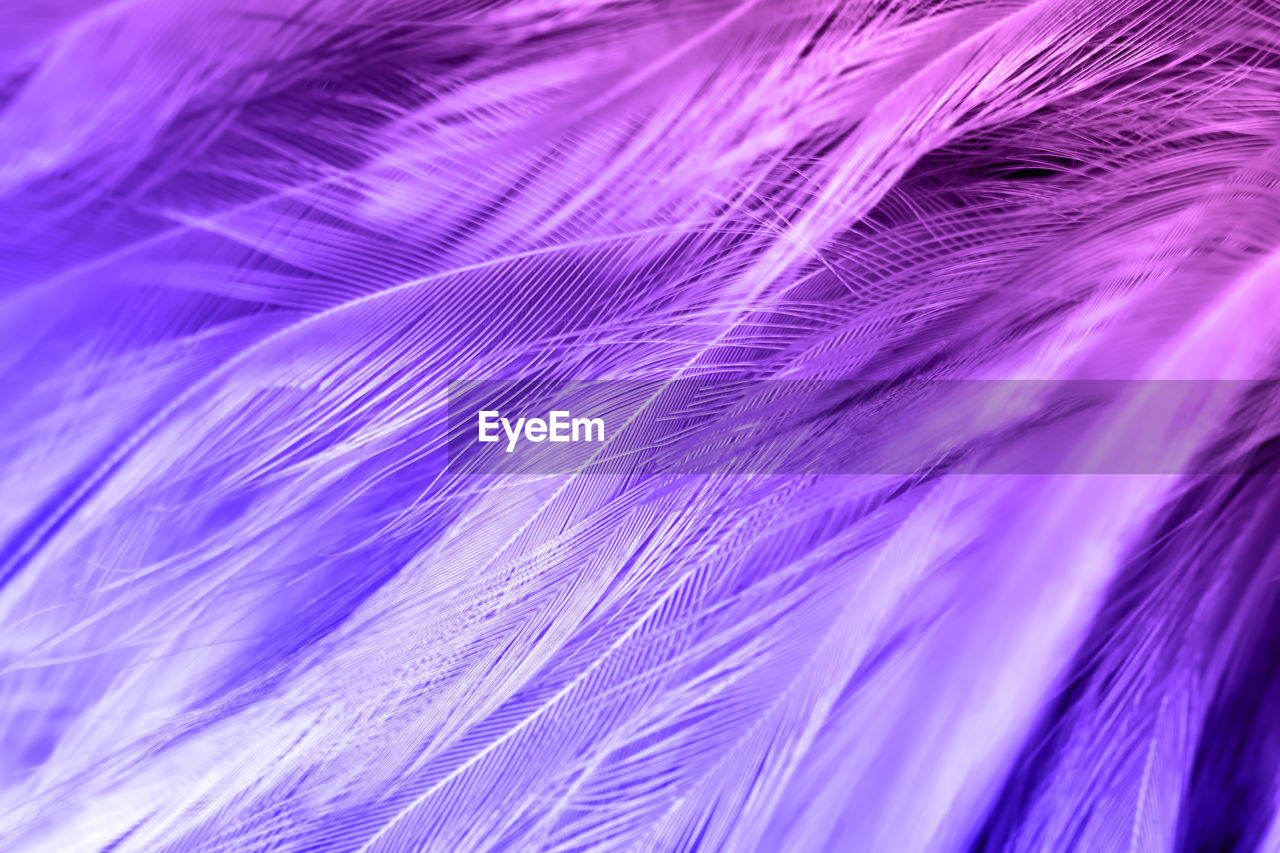 Violet color trends chicken feather texture background