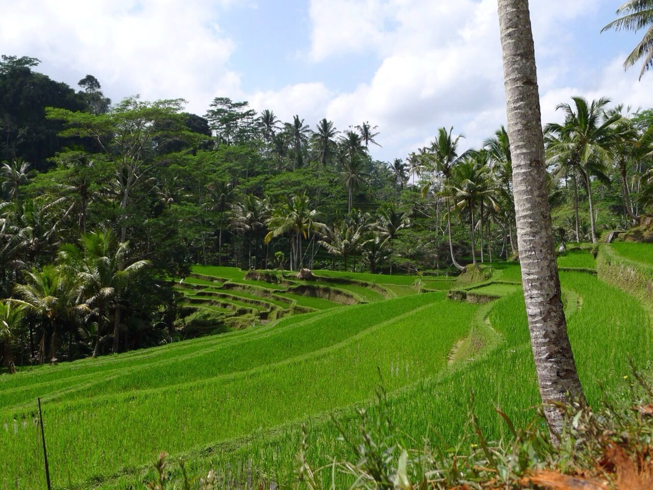 Scenic view of rice paddy and trees against sky