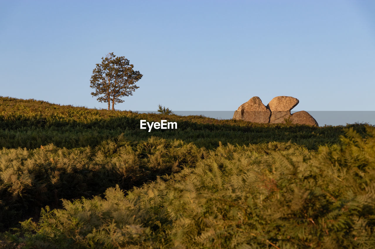 PLANTS GROWING ON LAND