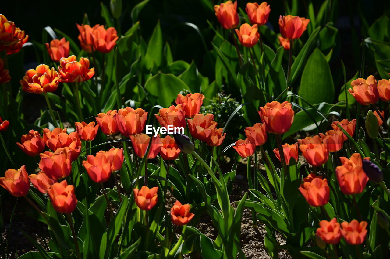 Close-up of red tulips on field