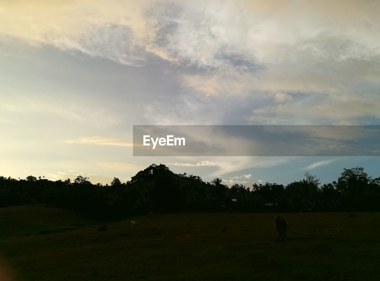 COW GRAZING ON FIELD AGAINST SKY