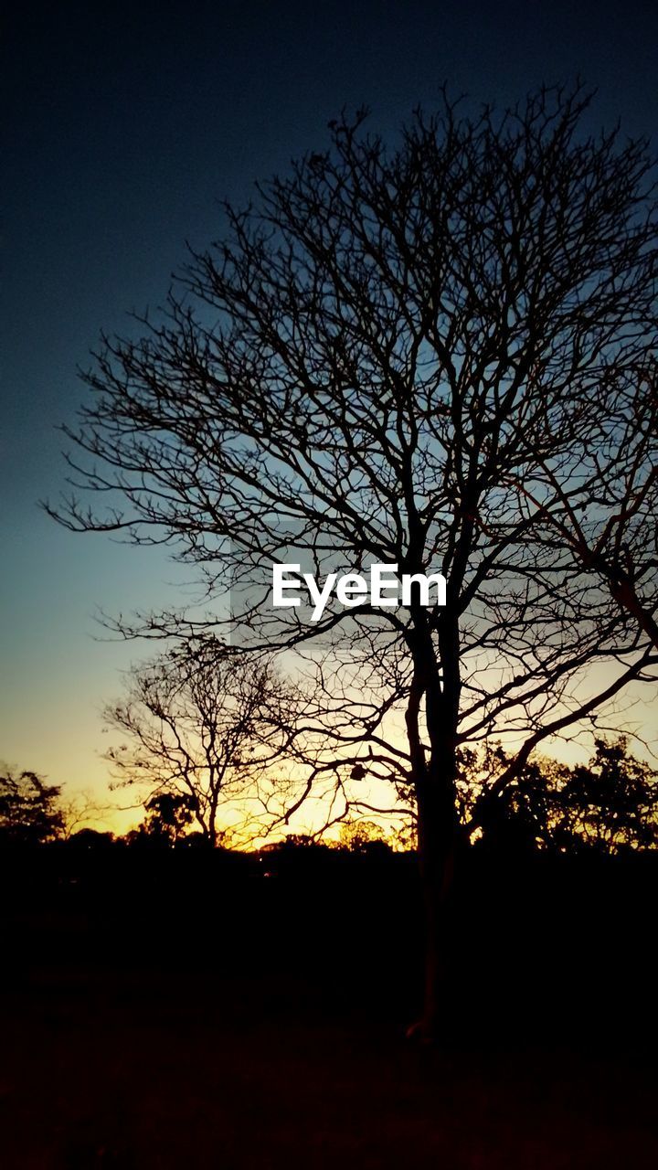 LOW ANGLE VIEW OF SILHOUETTE TREES AGAINST SKY