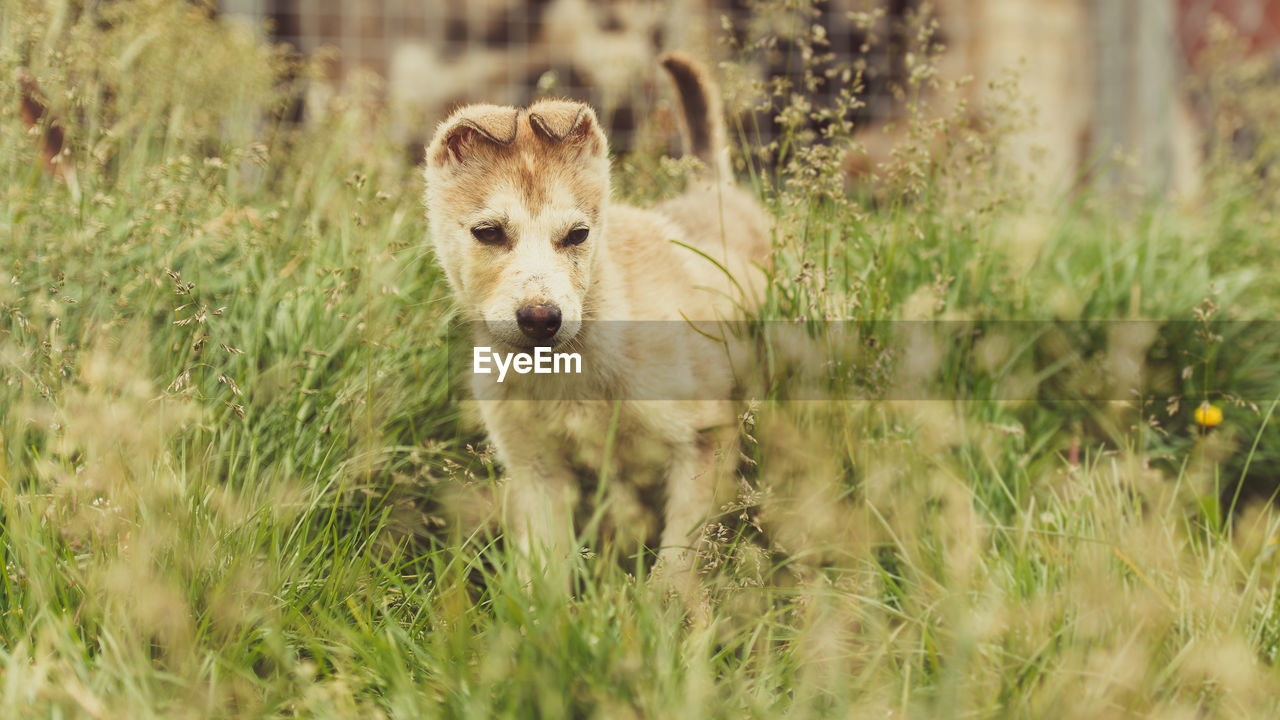 Dog standing on field