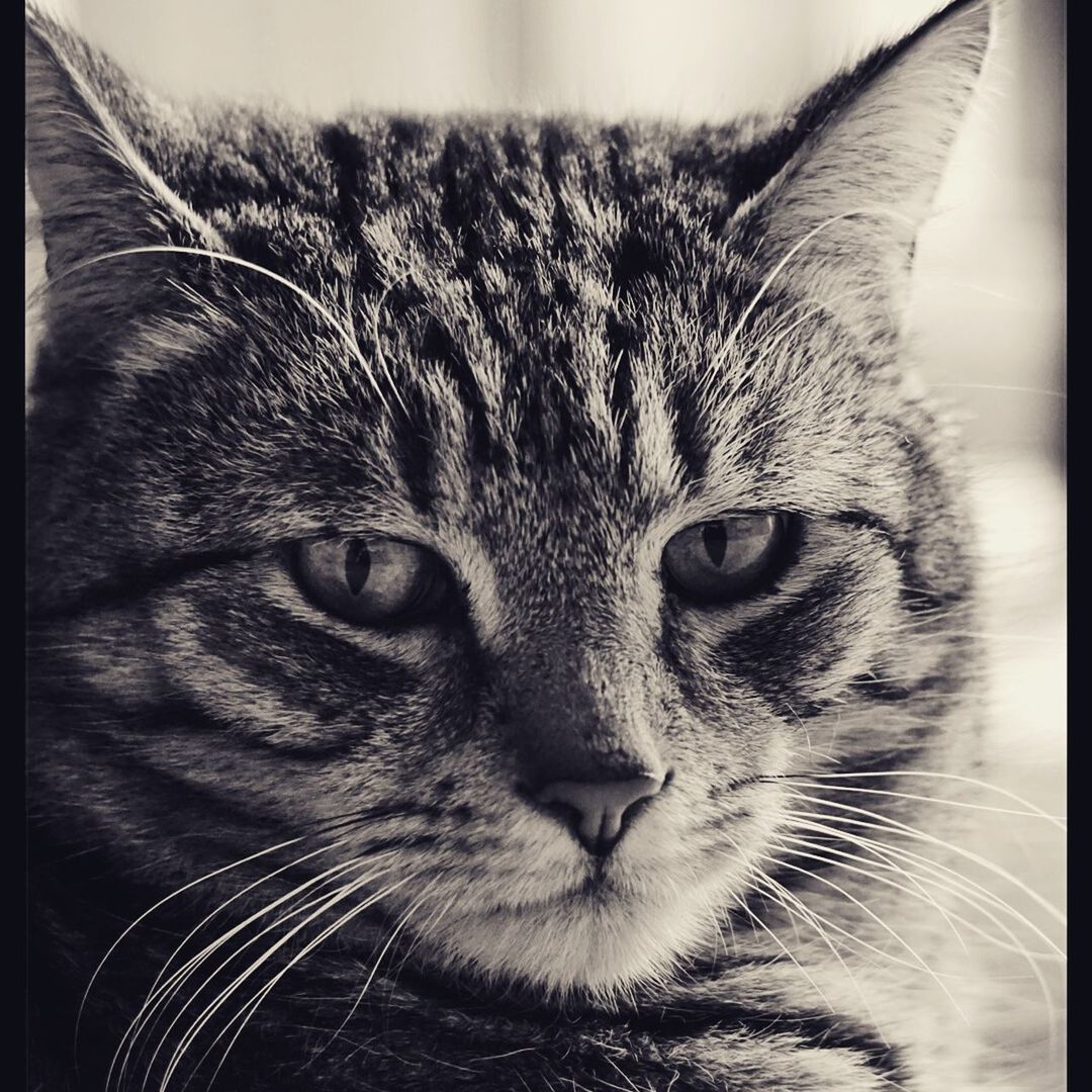 PORTRAIT OF CAT