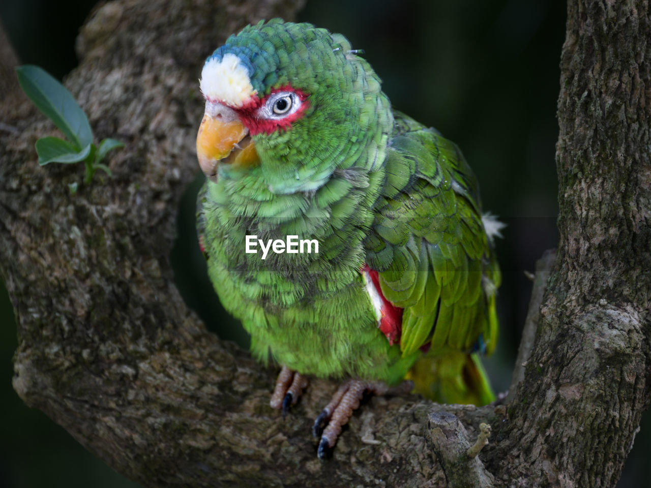 animal themes, bird, animal, green, pet, parrot, tree, animal wildlife, beak, nature, perching, one animal, tree trunk, branch, trunk, multi colored, plant, wildlife, parakeet, forest, no people, tropical bird, environment, outdoors, environmental conservation, rainforest, feather, full length, tropical climate, close-up, portrait