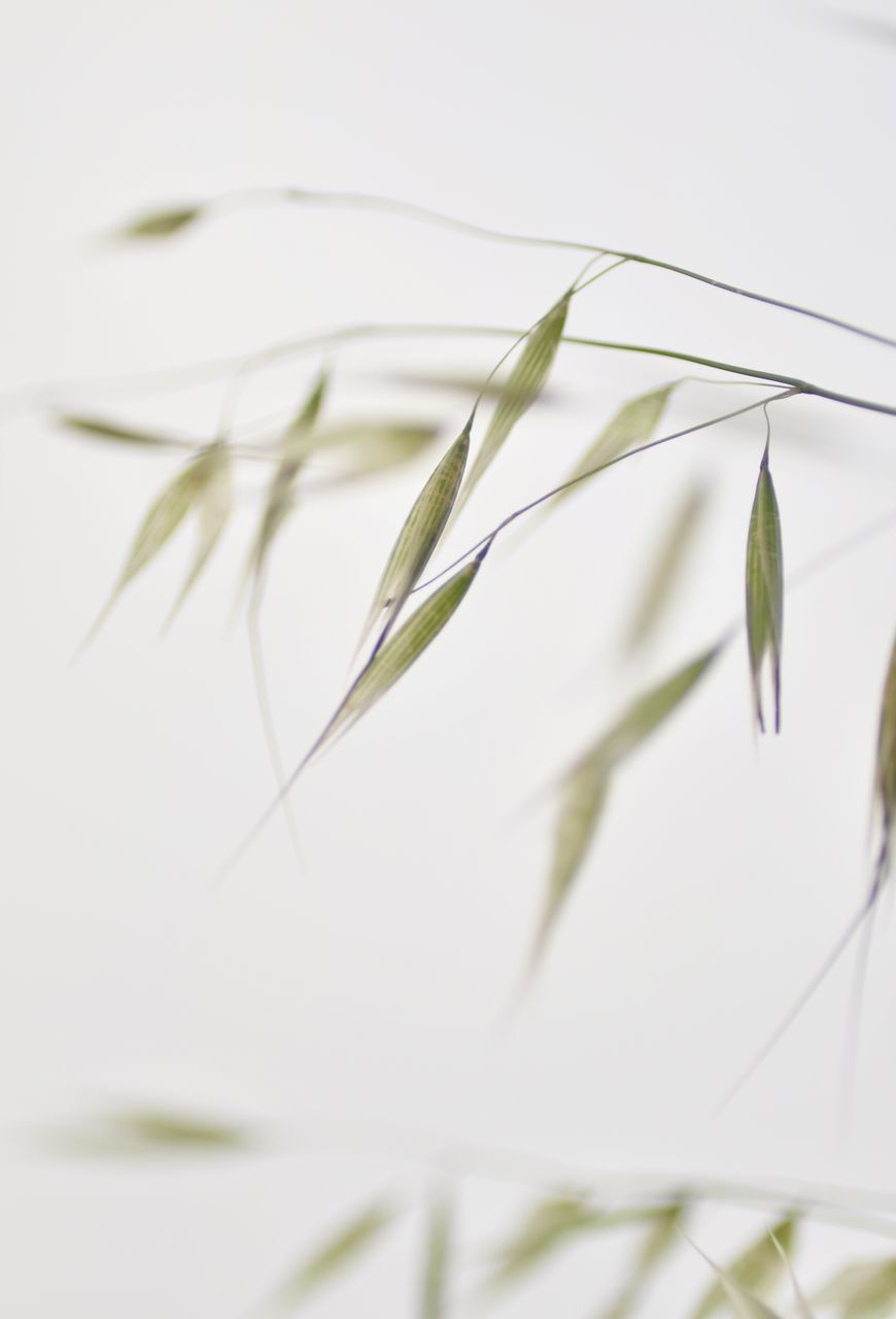 Close-up of plant against white background