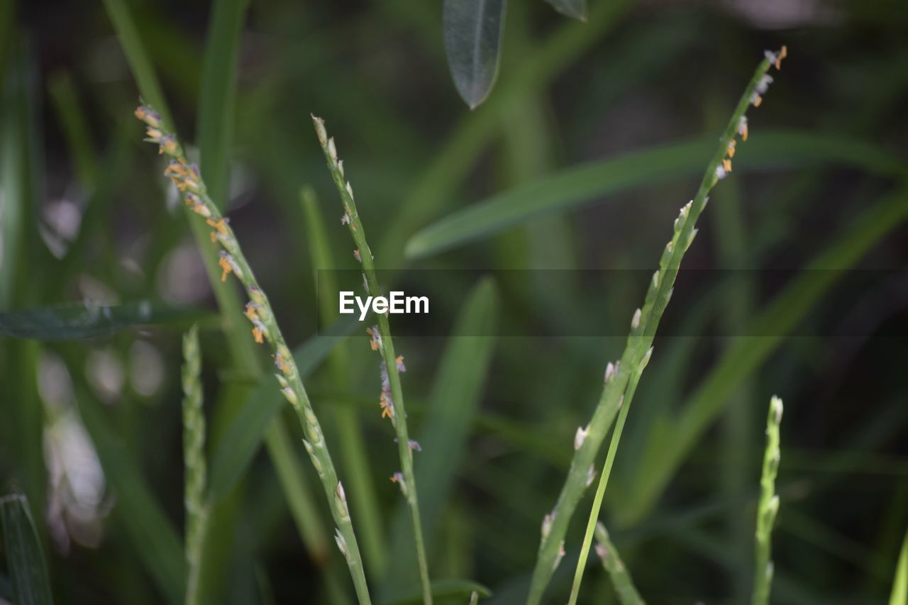 Close-up of wet grass on field