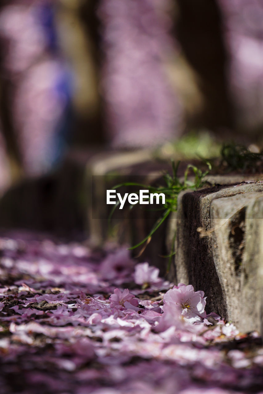 Close-up of purple flowering plant