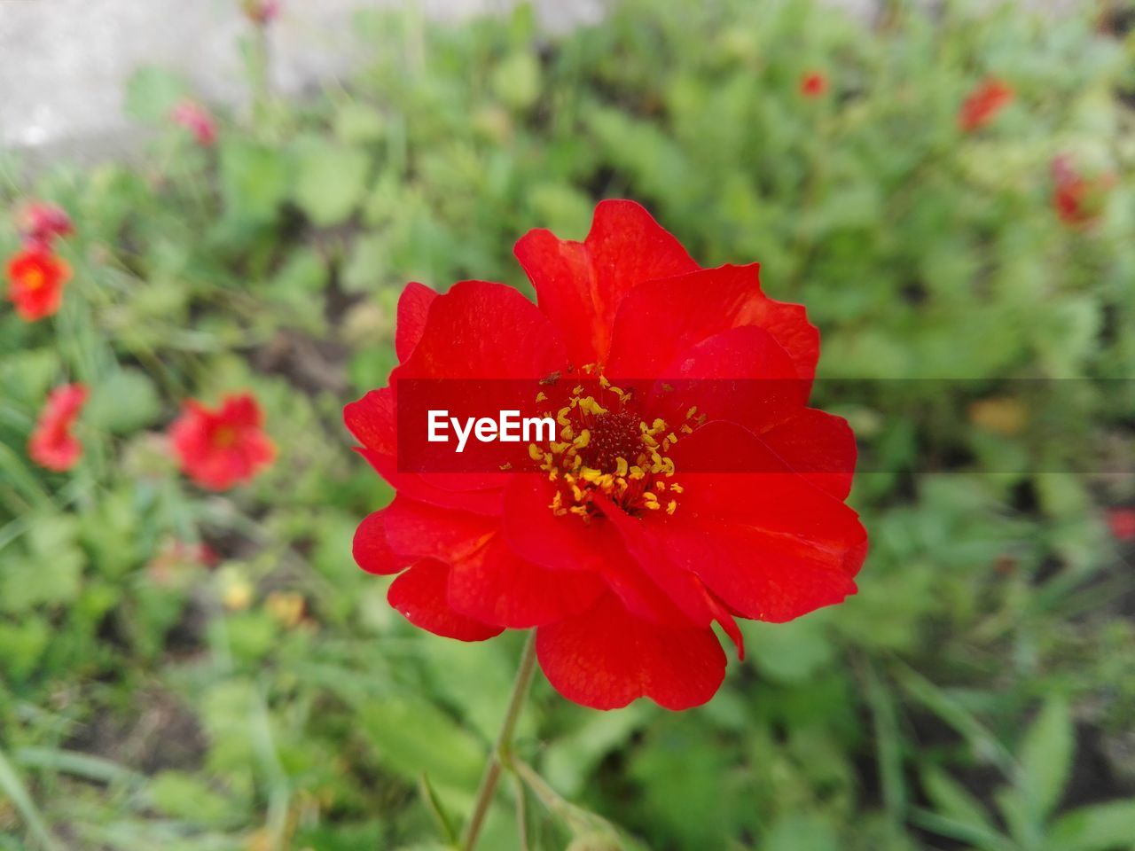 Close-up of red flowers