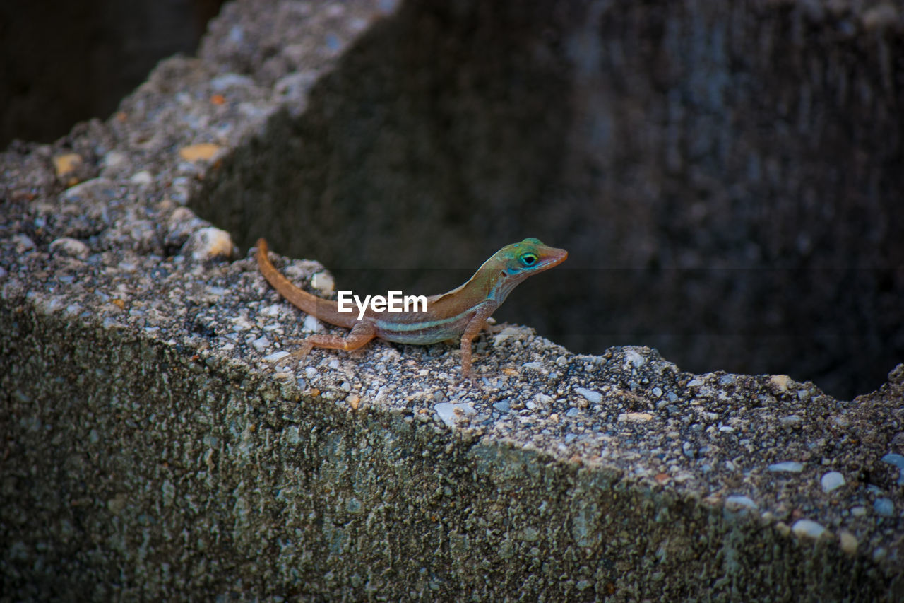 Close-up of lizard on retaining wall