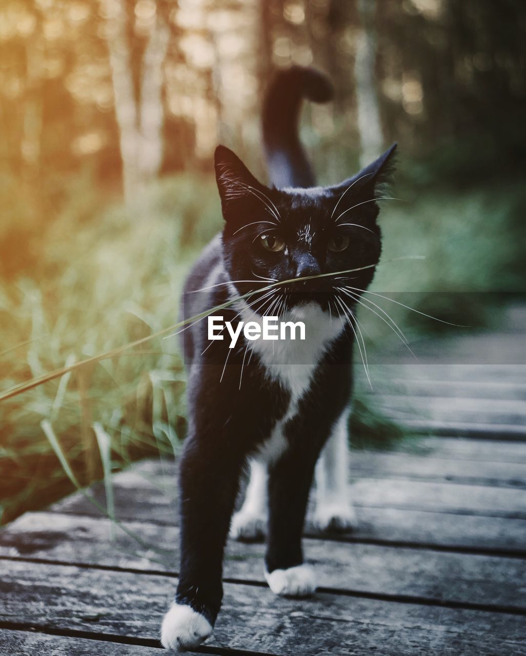 Portrait of cat on boardwalk