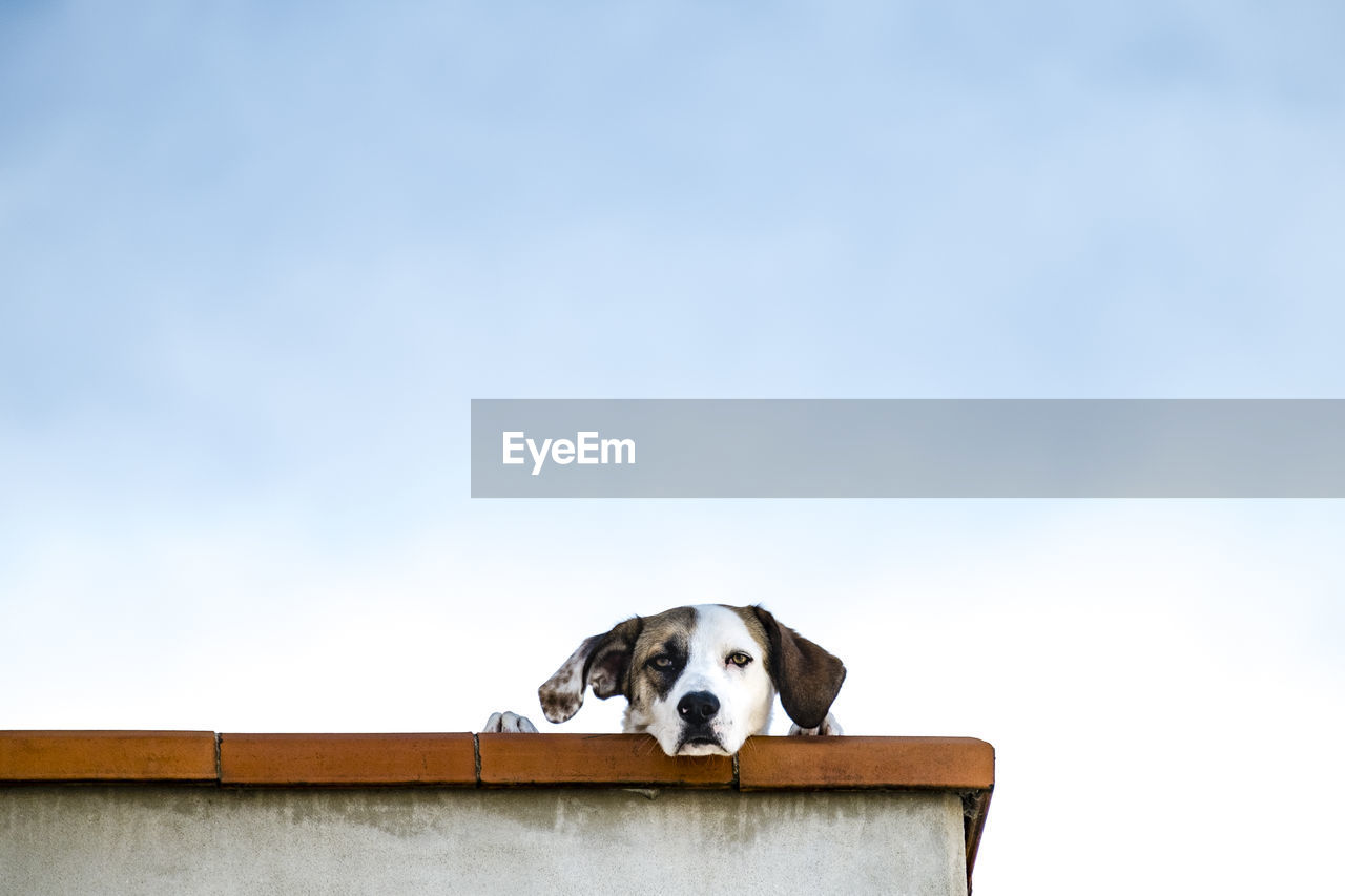 Low angle view of dog against sky