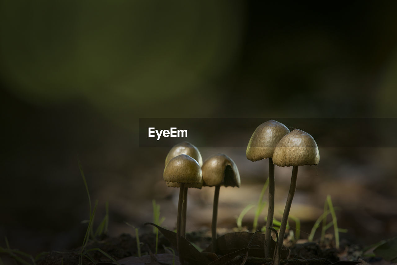 CLOSE-UP OF MUSHROOM ON FIELD