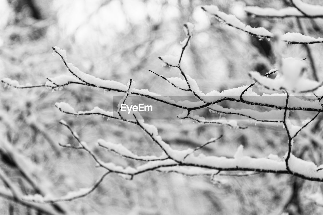 CLOSE-UP OF FROZEN BARE TREE