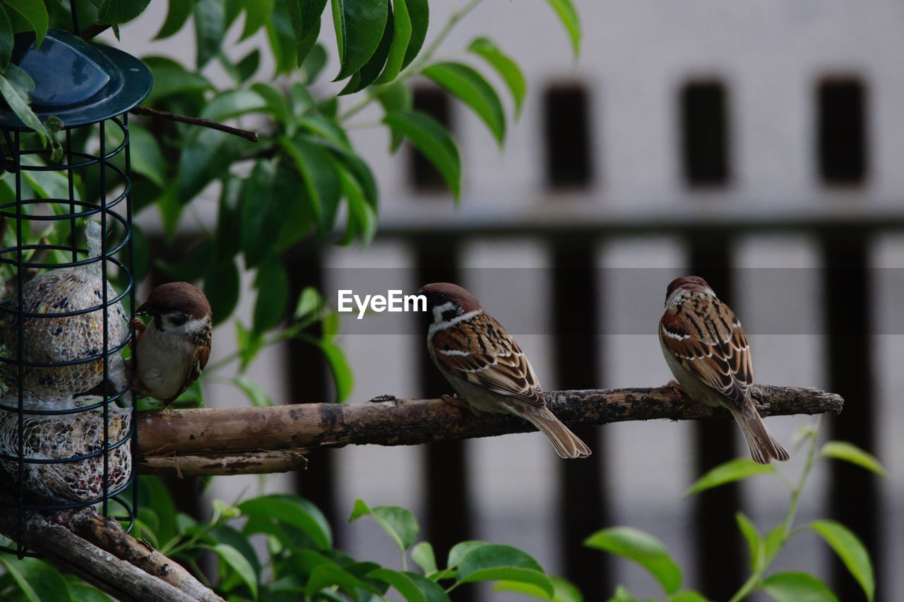 VIEW OF BIRDS PERCHING ON BRANCH