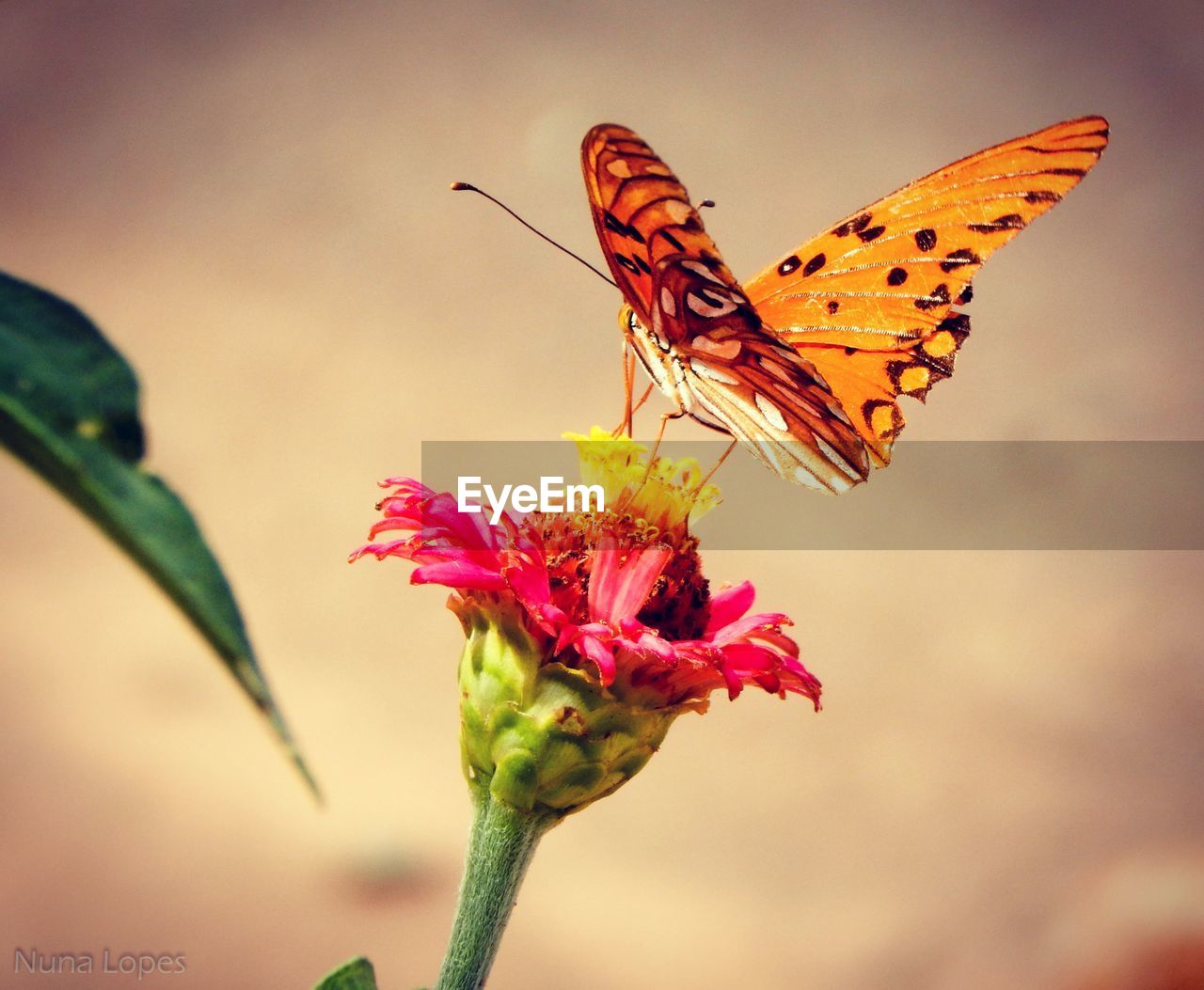 Close-up of butterfly on plant