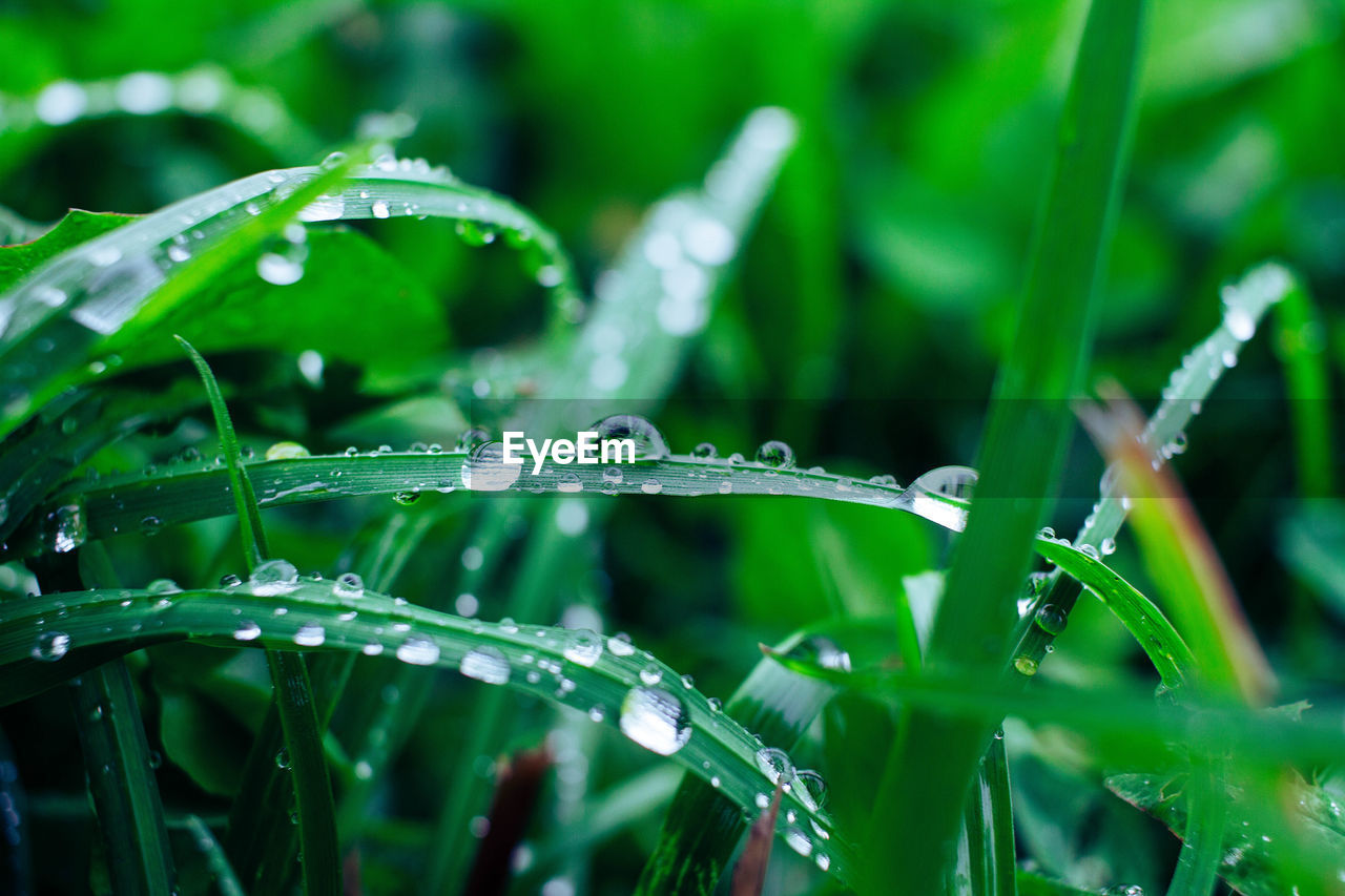 CLOSE-UP OF RAINDROPS ON GRASS