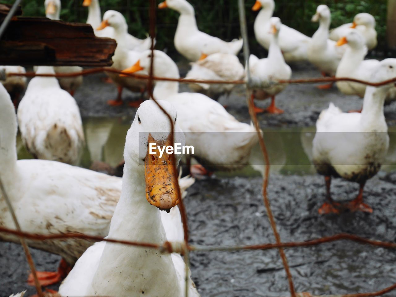 CLOSE-UP VIEW OF BIRDS