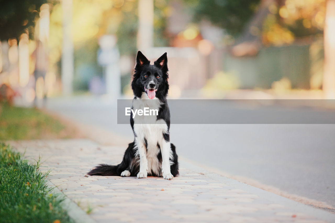 portrait of dogs standing on footpath