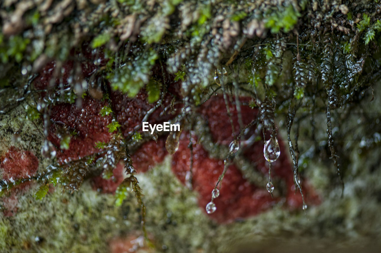 CLOSE-UP OF WATER DROPS ON RED PLANT