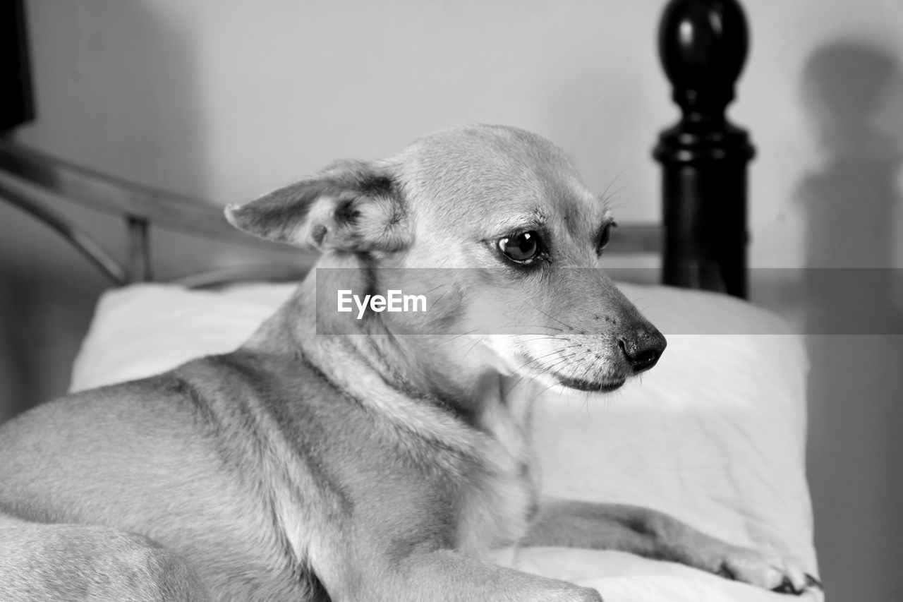 Close-up of chihuahua dog sitting on bed