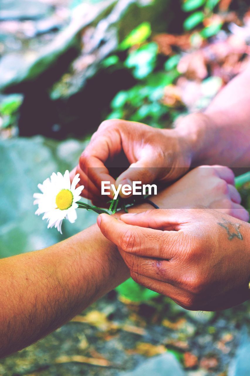 Cropped hand of man tying daisy flower on friend