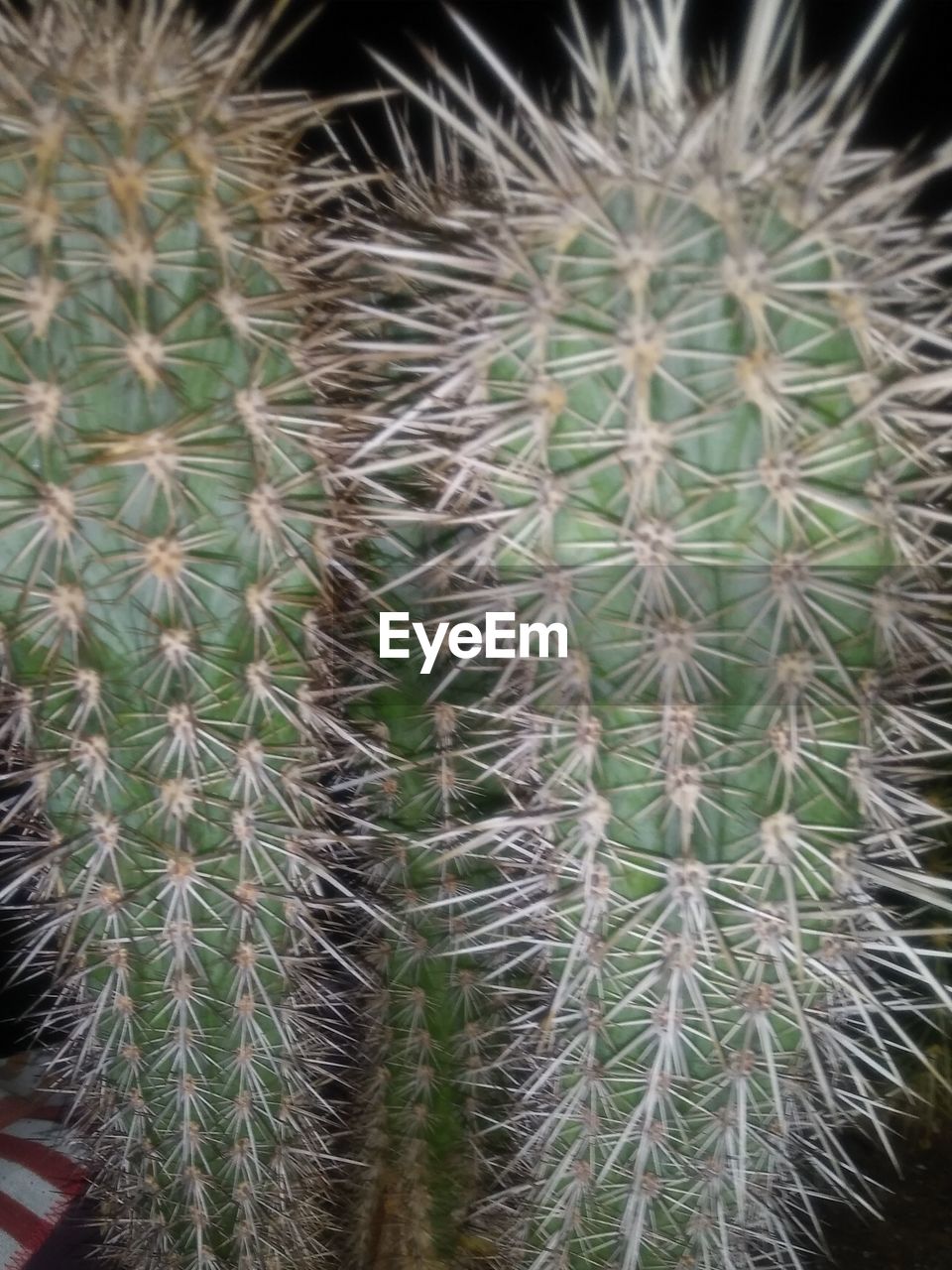 FULL FRAME SHOT OF CACTUS PLANTS