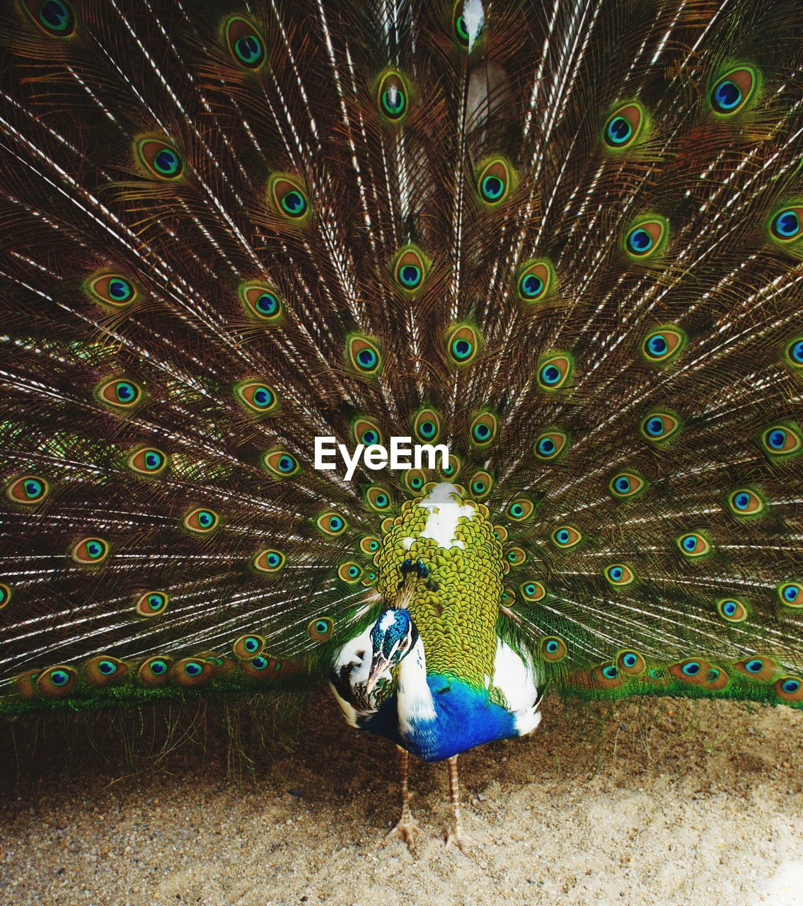 Peacock with fanned out feathers on field