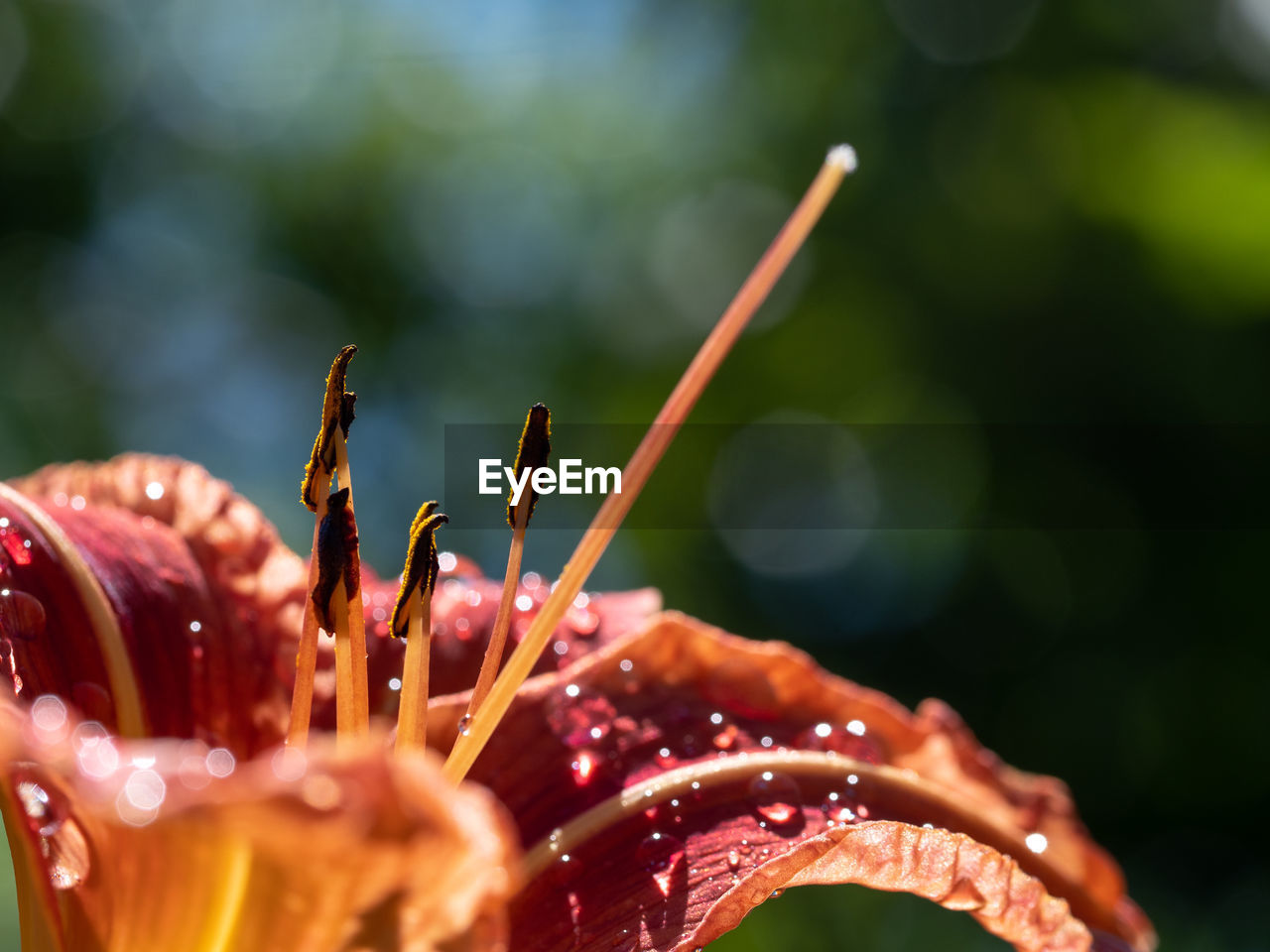 Close-up of wet flower on plant