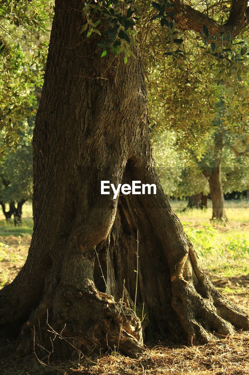 VIEW OF TREES IN FOREST