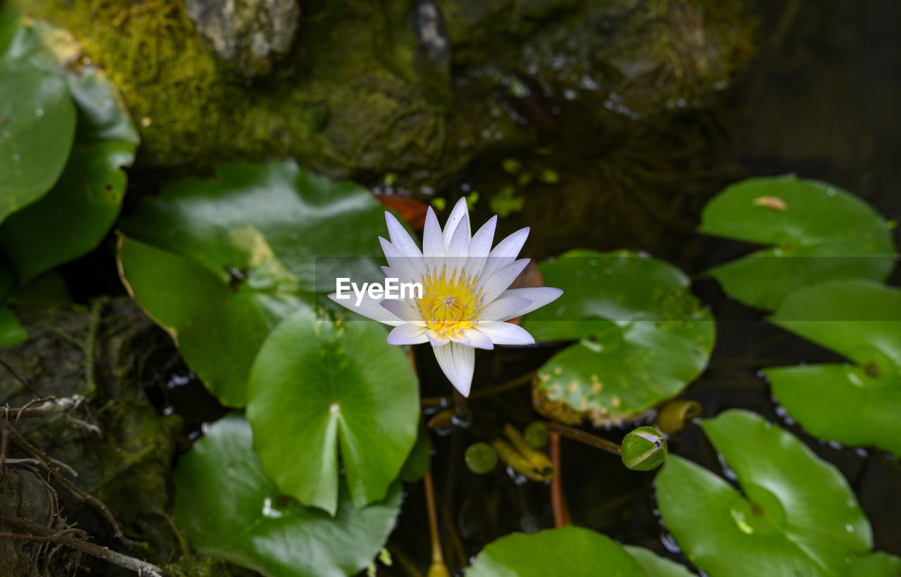 flower, flowering plant, plant, green, nature, leaf, plant part, beauty in nature, freshness, water, water lily, pond, growth, flower head, petal, close-up, inflorescence, yellow, fragility, macro photography, environment, aquatic plant, no people, floating, floating on water, lotus water lily, springtime, white, social issues, botany, wildflower, outdoors, blossom, sunlight, lily, garden, pollen, environmental conservation, tranquility