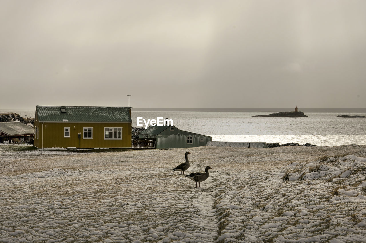 Dramatic sky over a single house by the sea in a snow-covered field with two geese