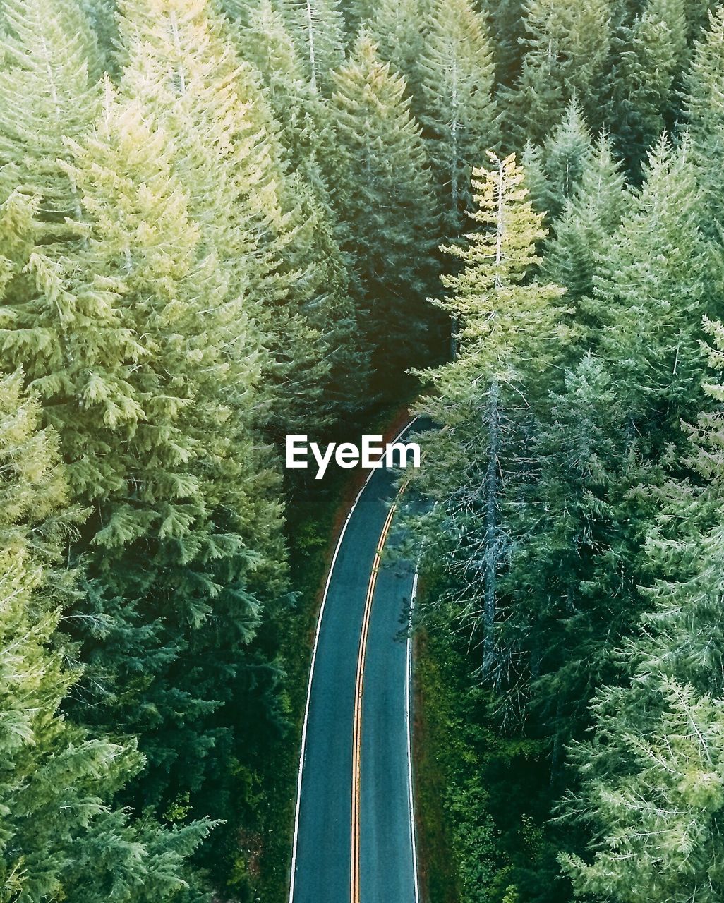 High angle view of road amidst trees in forest