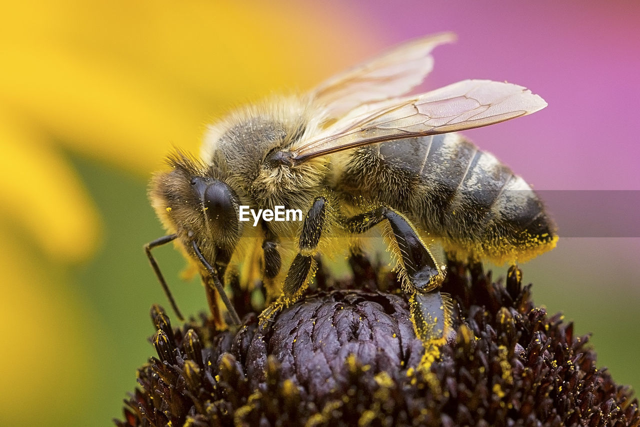 Close-up of bee on flower