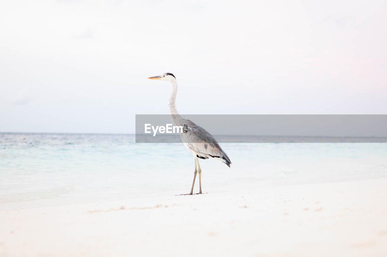 bird perching on beach