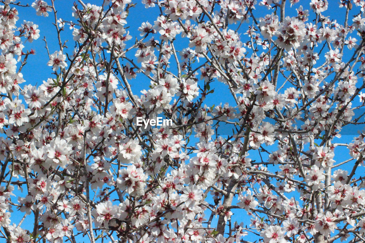 LOW ANGLE VIEW OF CHERRY TREE AGAINST BLUE SKY