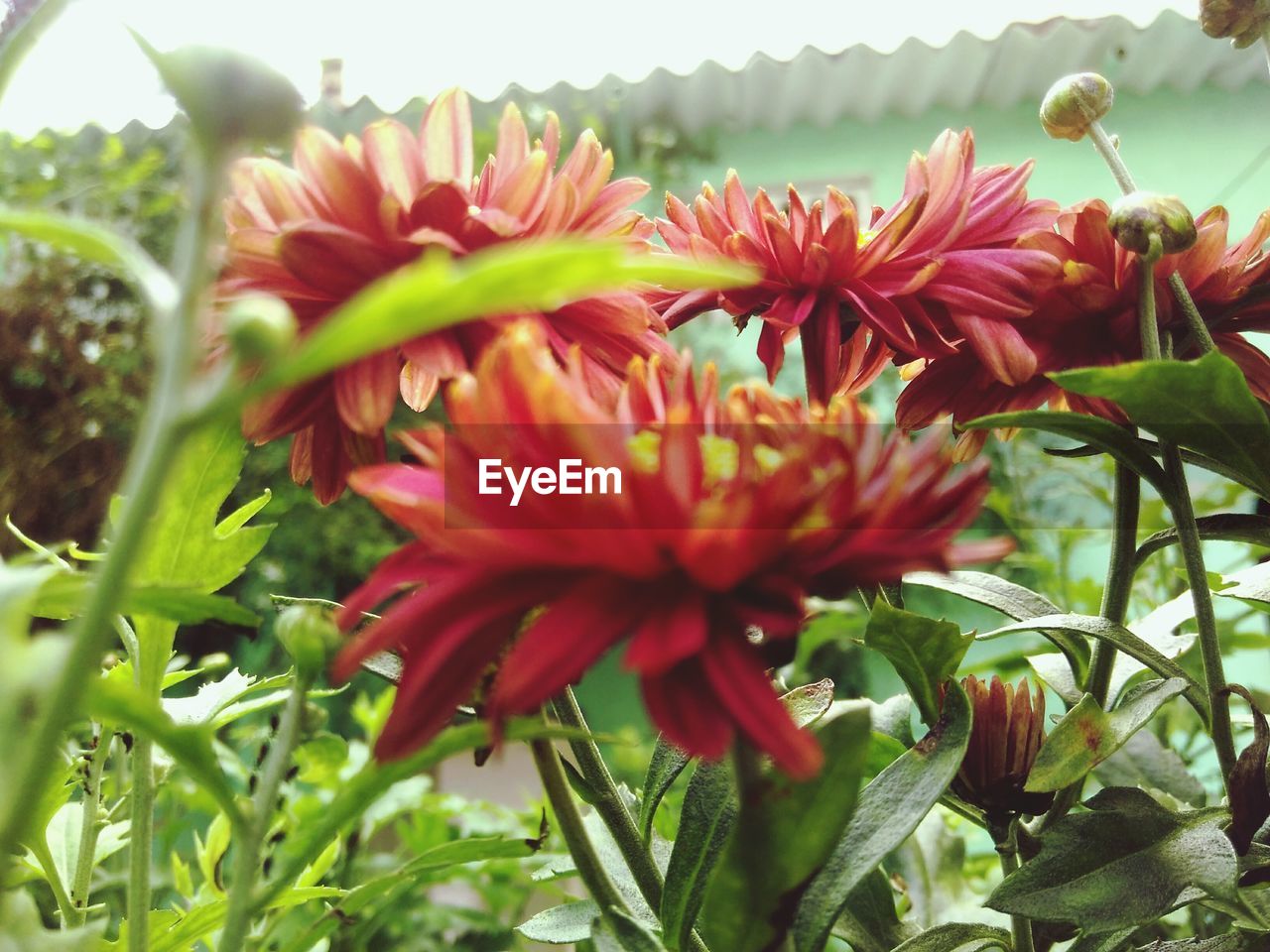 Red flowers blooming at back yard