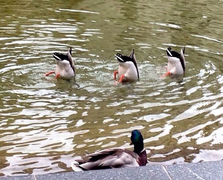 DUCKS SWIMMING IN WATER