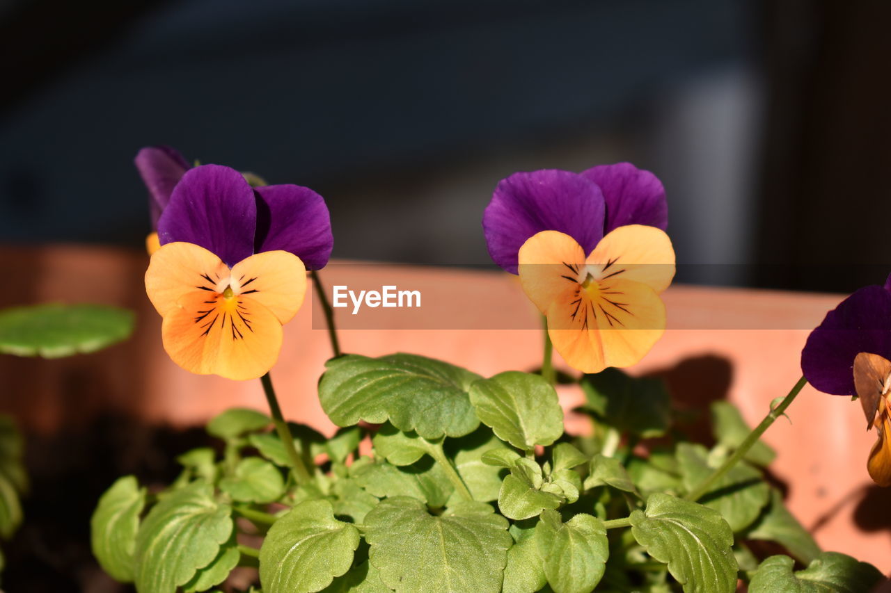 Close-up of flowering plants