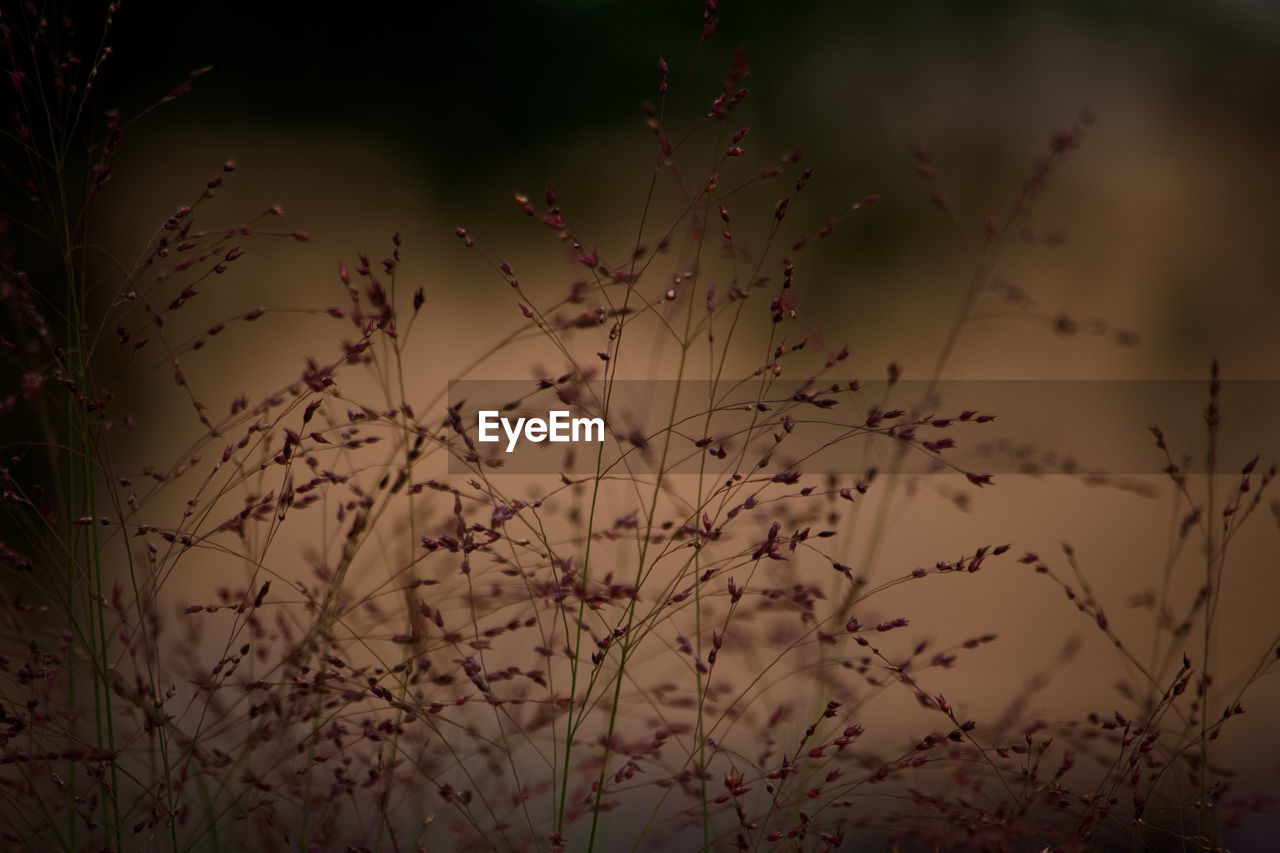 Low angle view of flowering plant against sky during sunset