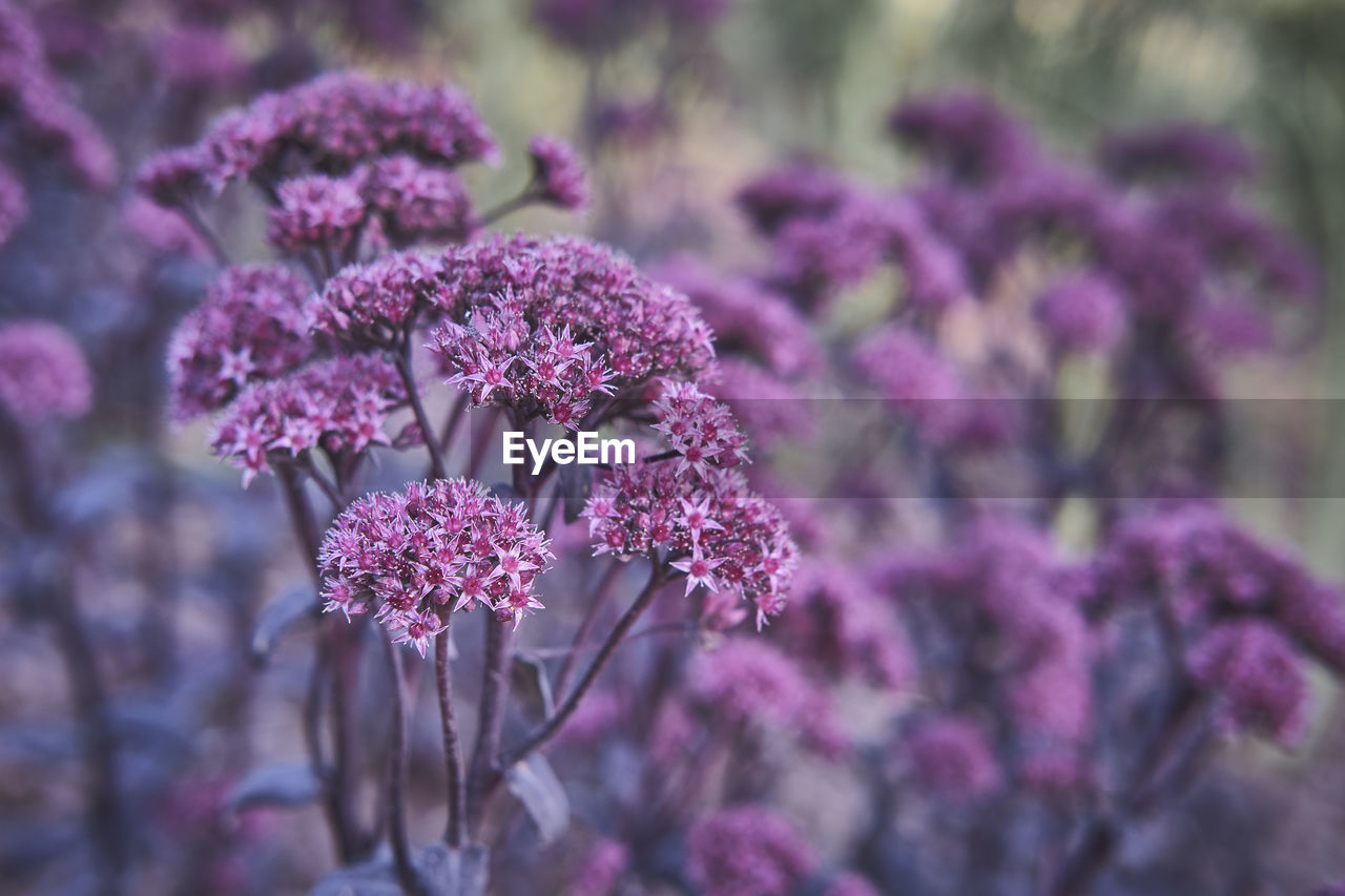 CLOSE-UP OF PINK FLOWERS