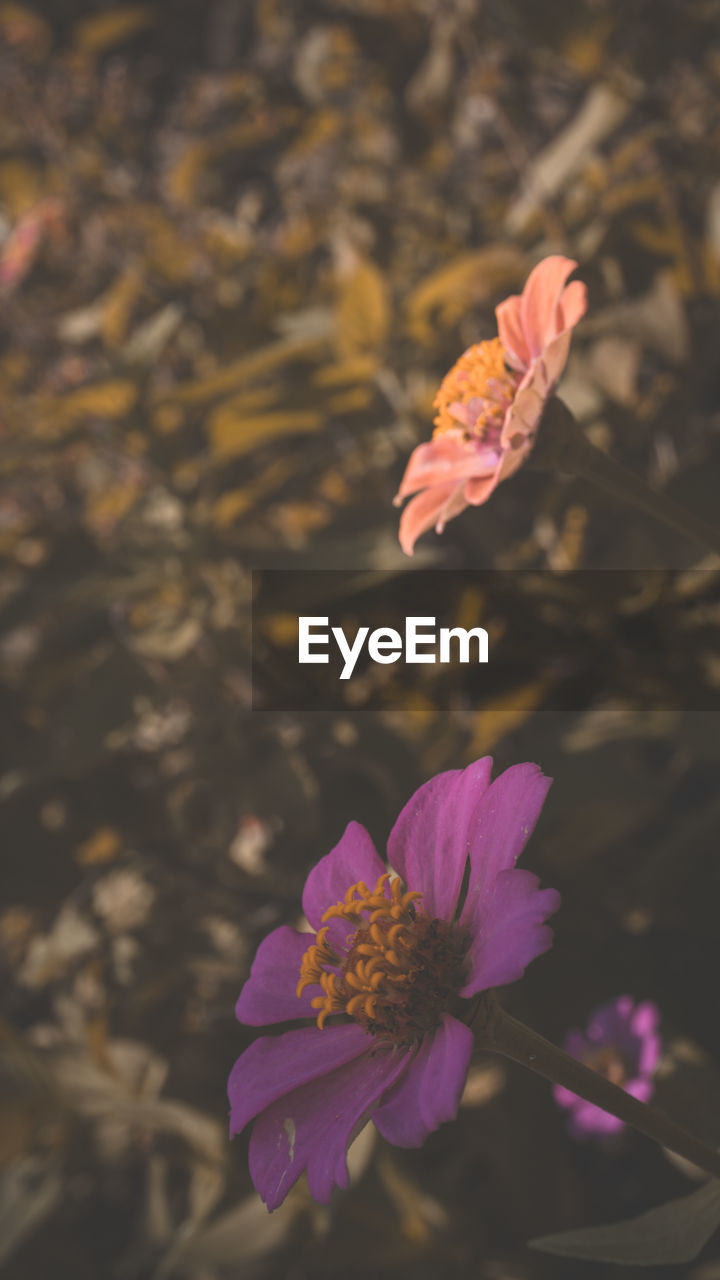 High angle view of pink flowering plant