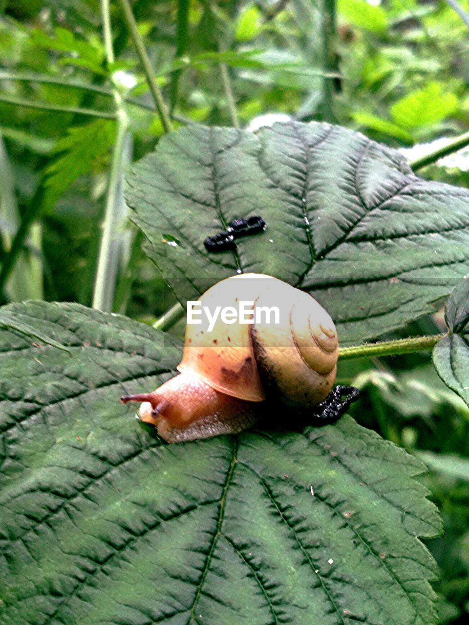 CLOSE-UP OF SNAIL ON WHITE SURFACE