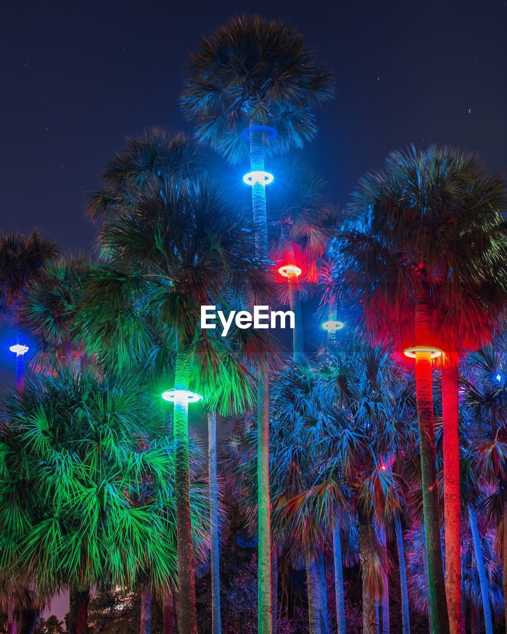 Low angle view of illuminated trees at night