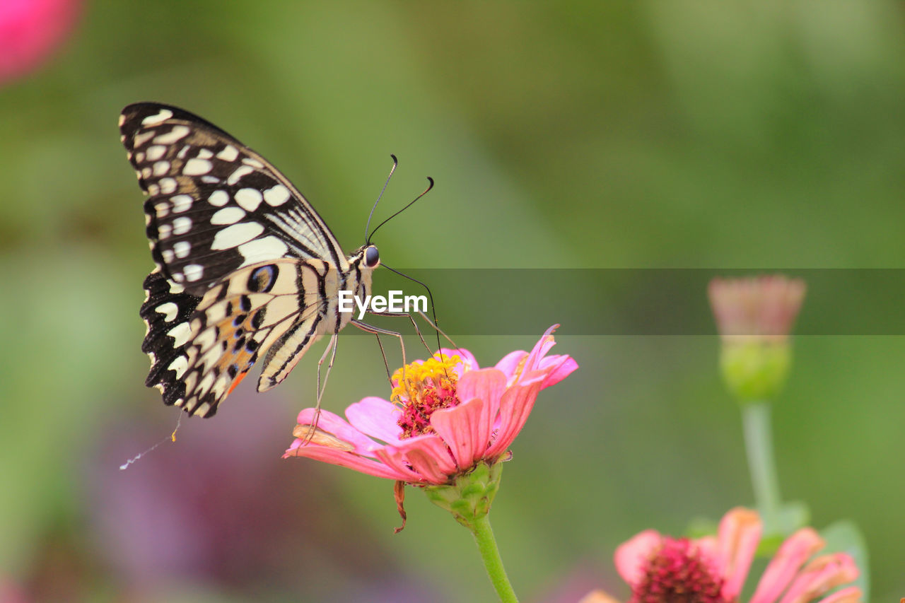 BUTTERFLY POLLINATING FLOWER