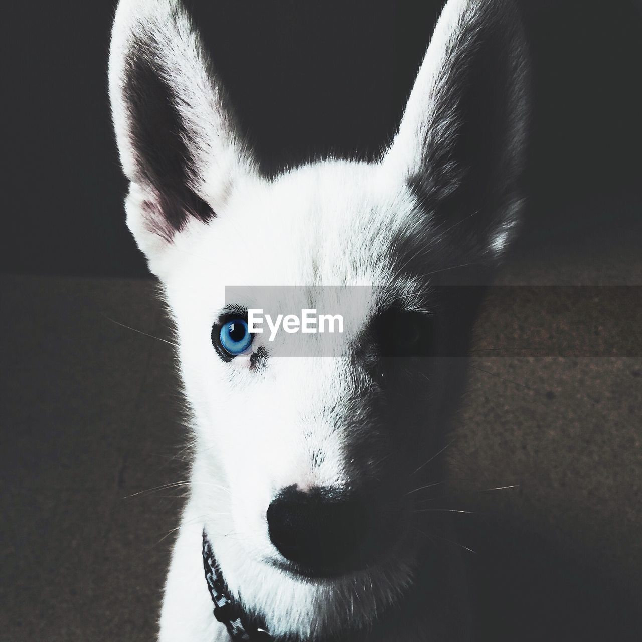 CLOSE-UP PORTRAIT OF DOG WITH EYES
