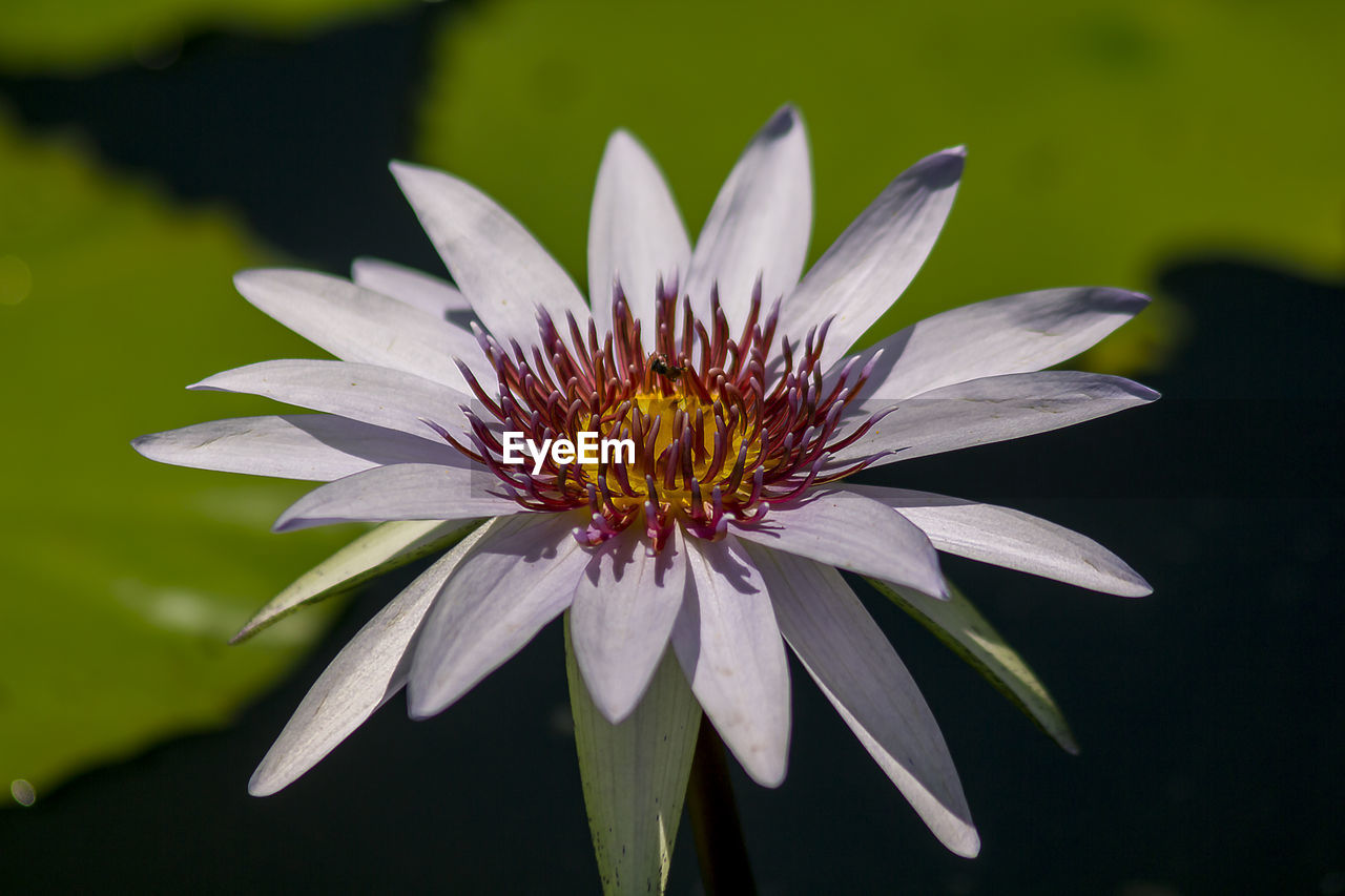 High angle view of lotus water lily growing in pond