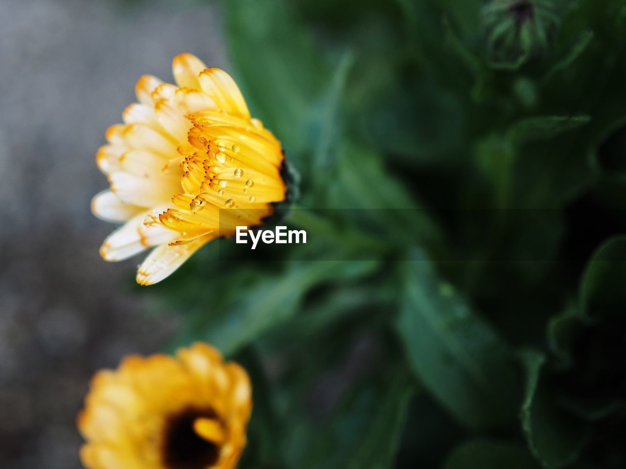 CLOSE-UP OF YELLOW FLOWERS