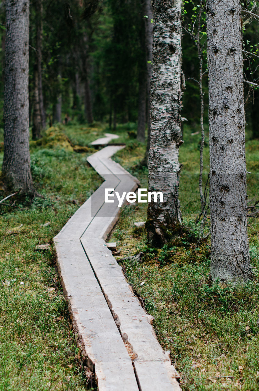 Footpath in the forest