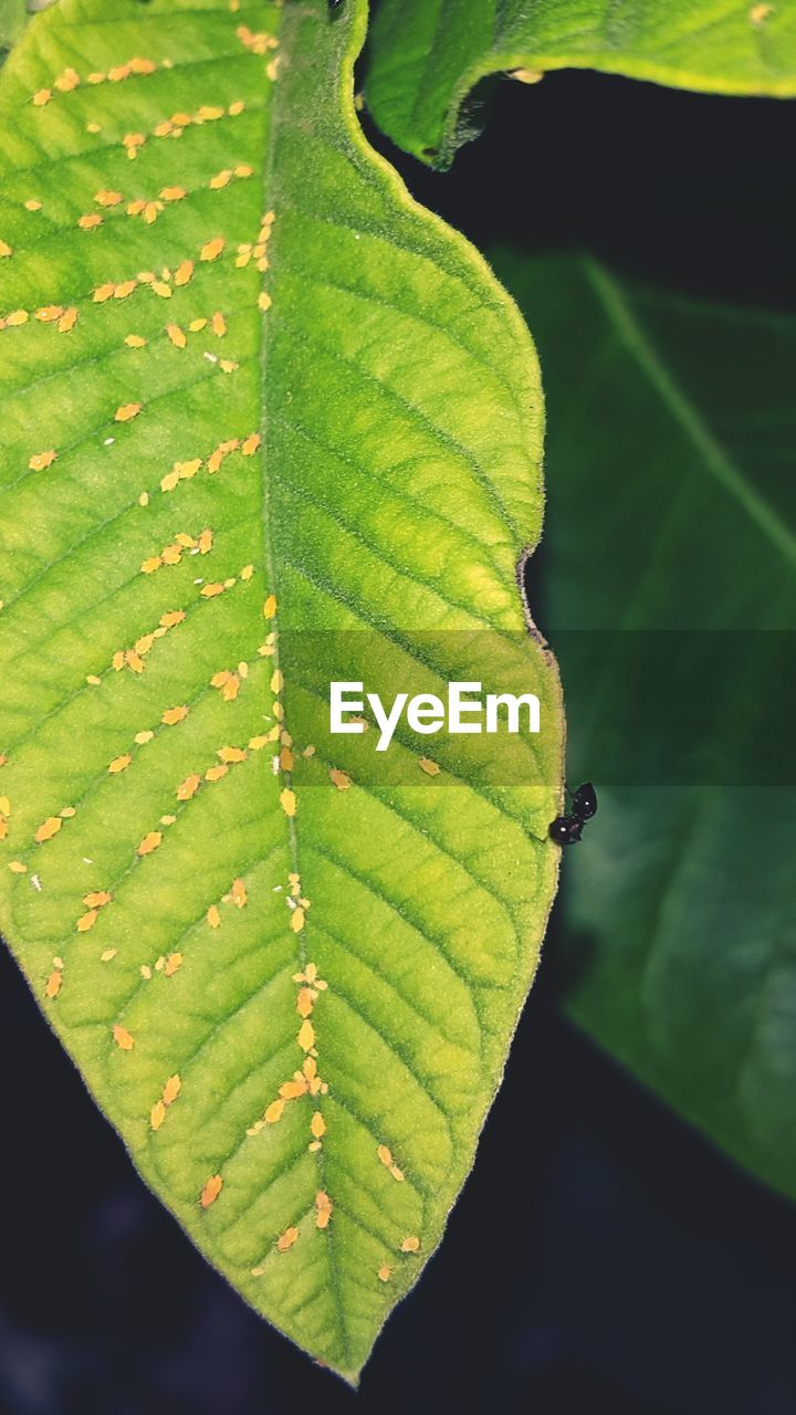 CLOSE-UP OF LEAVES